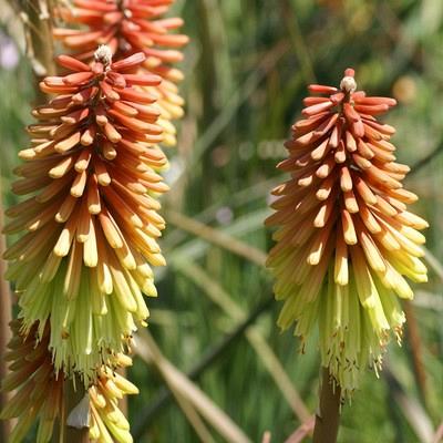 'Fiery Flamed Fireworks' 1