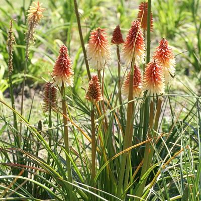 'Red&White Star Fireworks' 1