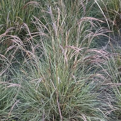 sinensis 'Hobbit Grass' 1