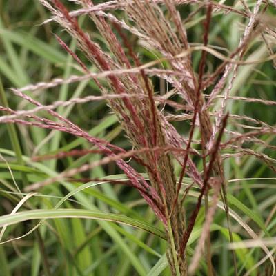 sinensis 'Red Tundra' 1