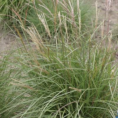 sinensis 'Savannah Grass' 1