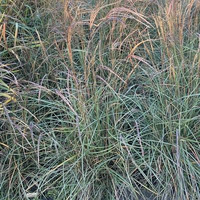 sinensis 'Savannah Grass' 1