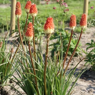 'Early Spring Red Rocket' 1