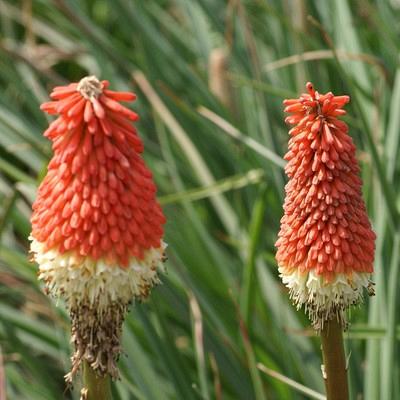 'Early Spring Red Rocket' 1