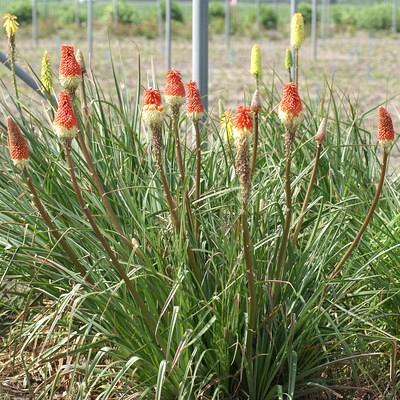 'Early Spring Red Rocket' 1