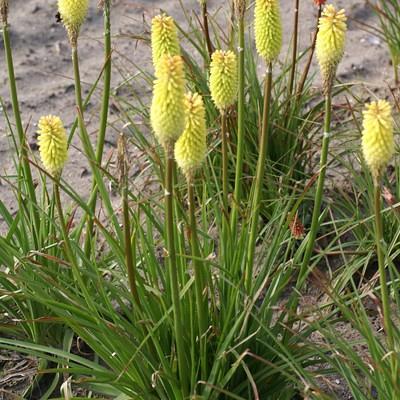 'Early Spring Yellow Rocket' 1