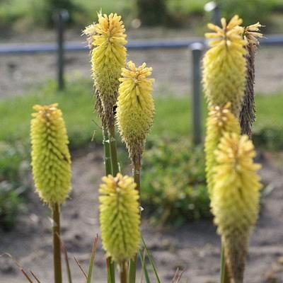 'Early Spring Yellow Rocket' 1