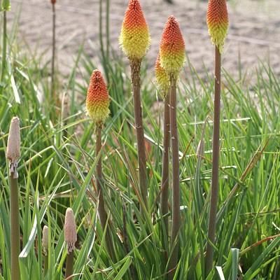 'Early Spring Orange Rocket' 1