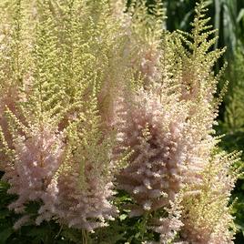 chinensis 'Elderberry Cake' 1-2