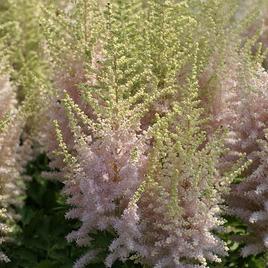 chinensis 'Elderberry Cake' 1-2