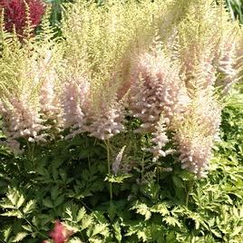 chinensis 'Elderberry Cake' 1-2