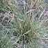 sinensis 'Hobbit Grass' 1