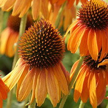 'Orange Comet'