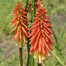 'Blazing Red Fireworks'