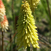 'Bright Lemon Fireworks'