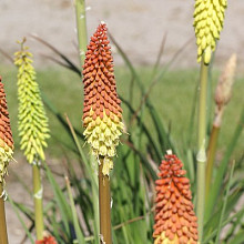 'Fiery red Fireworks'