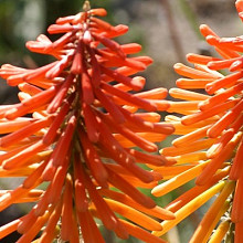 'Orange Exploding Fireworks'