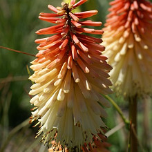 'Red&White Star Fireworks'