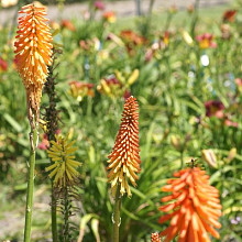 'Shiny Orange Fireworks'