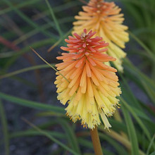 'Soft colour Fireworks'