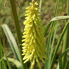 'Sunny Yellow Fireworks'