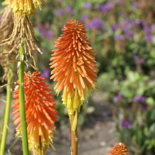 'Tangerine Fireworks'