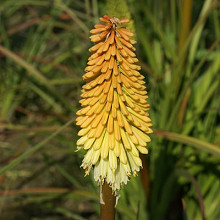 'Yellow and White Fireworks'