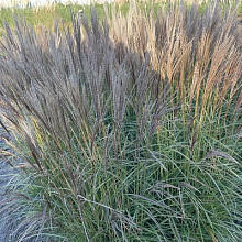 sinensis 'Bronze Tundra'