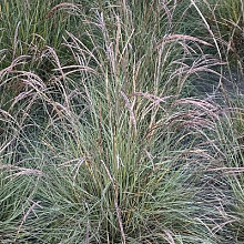 sinensis 'Hobbit Grass'