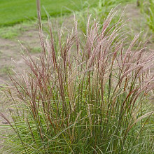 sinensis 'Red Columns'