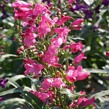 'Bright Pink Riding Hood'®