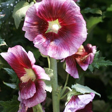 Alcea