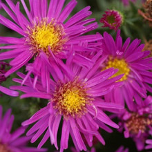 Aster