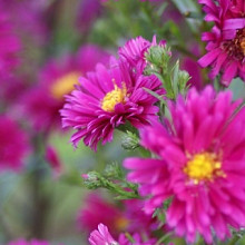 novi belgii 'Royal Ruby'