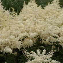 Astilbe