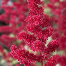 arendsii 'Burgundy Red'