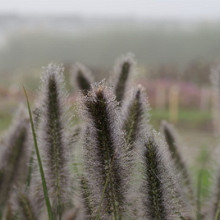 Pennisetum