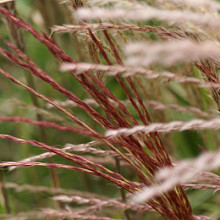 Miscanthus