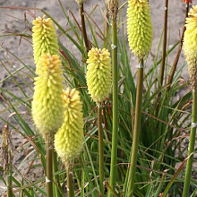 'Early Spring Yellow Rocket'