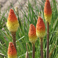 'Early Spring Orange Rocket'