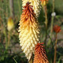 'Spring Fiery Red Rocket'